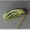 coen leander pupa6 volg2